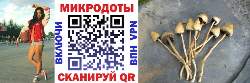 Псилоцибиновые грибы Psilocybine cubensis  Усть-Илимск 